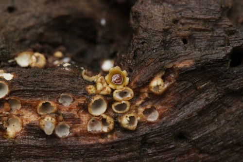 Cannonball Fungus