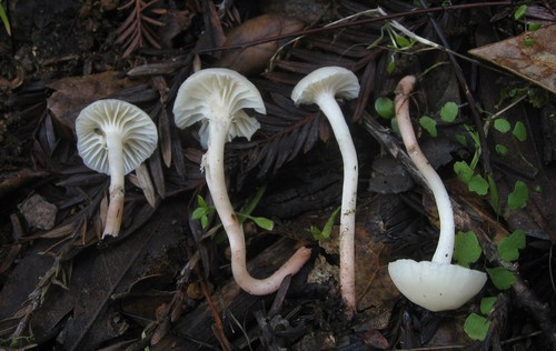 Cedarwood Waxcap