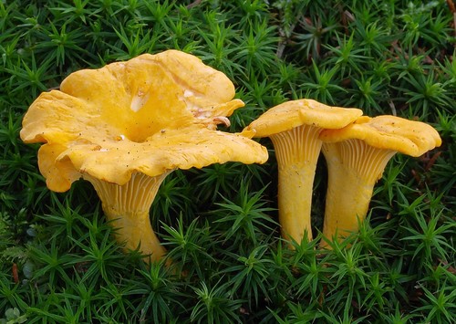 Chanterelle