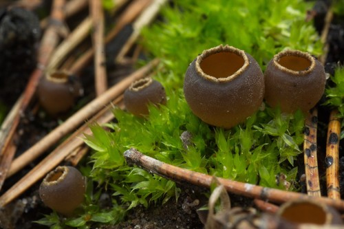 Charcoal Loving Elf Cup