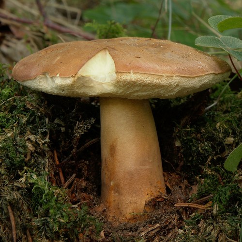 Chestnut Bolete