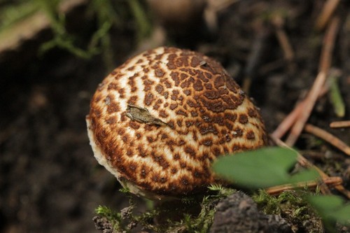 Chestnut Dapperling
