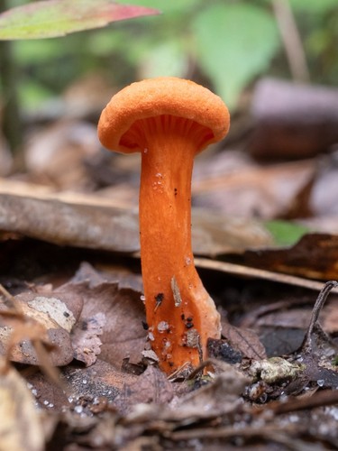 Cinnabar Chanterelle