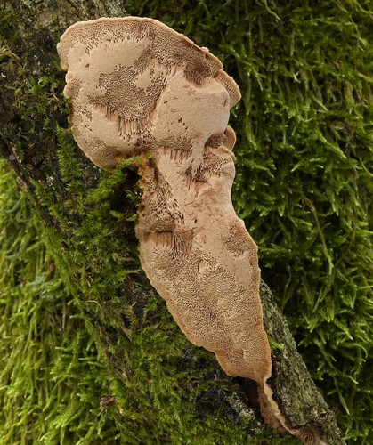 Cinnamon Bracket