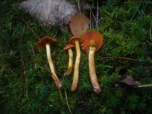 Cinnamon Webcap
