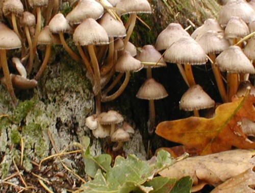 Clustered Bonnet