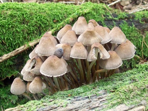 Clustered Brittlestem