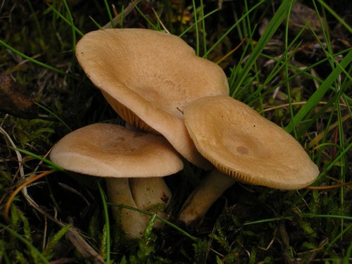 Coconut Milkcap