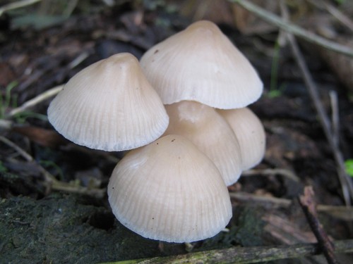 Common Bonnet