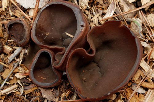 Common Brown Cup