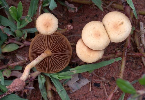 Common Fieldcap
