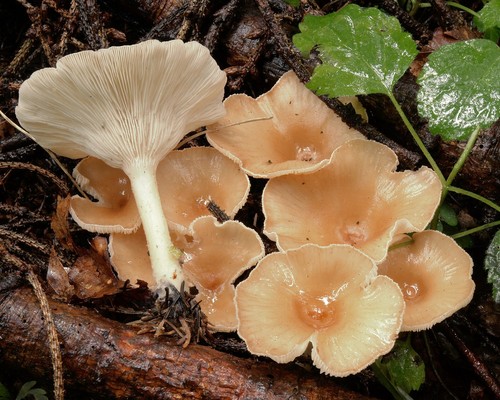 Common Funnel