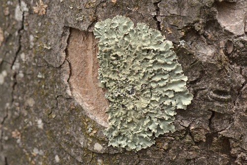 Common Greenshield Lichen