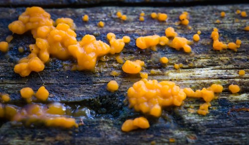 Common Jellyspot