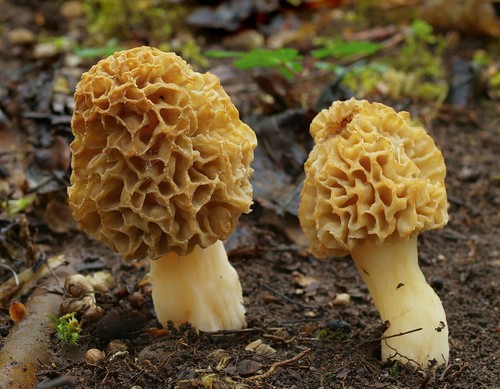 Common Morel