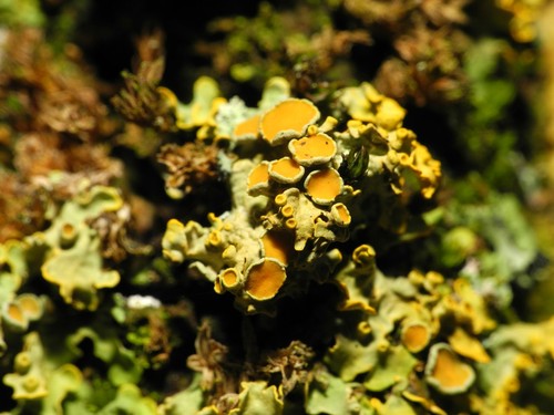 Common Orange Lichen