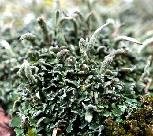 Common Powderhorn Lichen