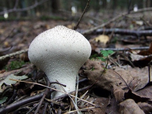 Common Puffball