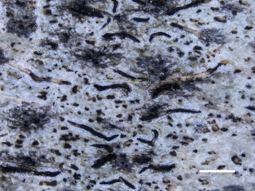 Common Script Lichen