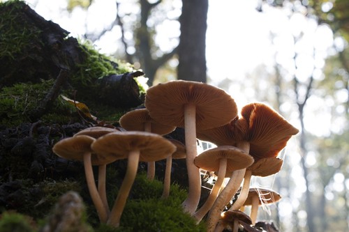 Common Stump Brittlestem