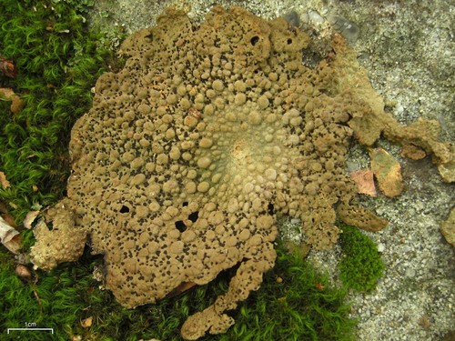 Common Toadskin Lichen