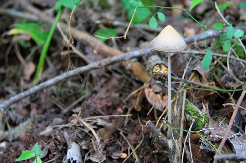 Conical Brittlestem