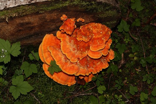 Conifer Chicken of the Woods