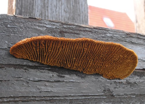 Conifer Mazegill