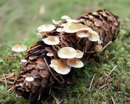 Conifercone Cap