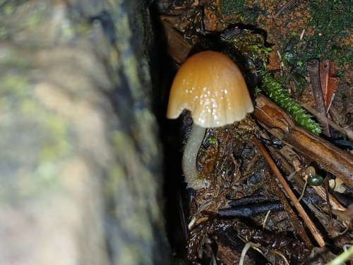 Coprinellus radians