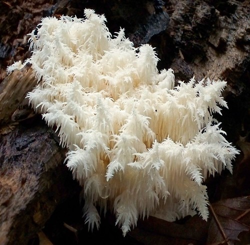 Coral Tooth Fungus