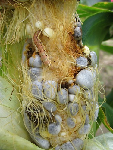 Corn Smut