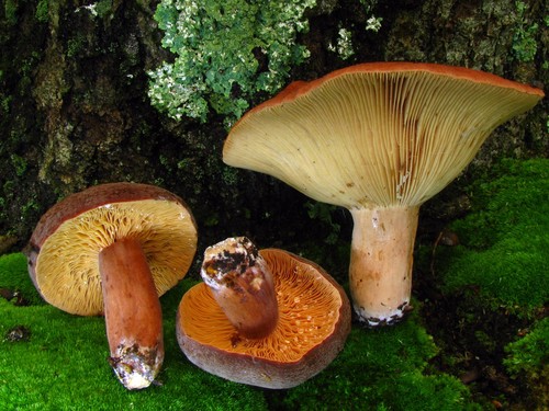 Corrugated-cap Milkcap