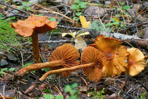 Cortinarius gentilis