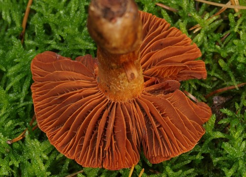 Cortinarius orellanus