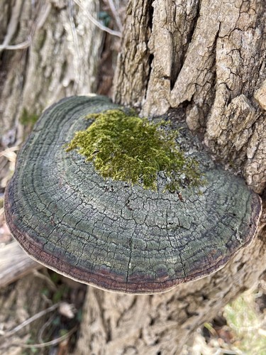 Cracked Cap Polypore