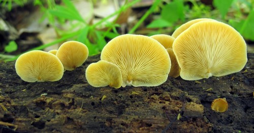 Crepidotus crocophyllus