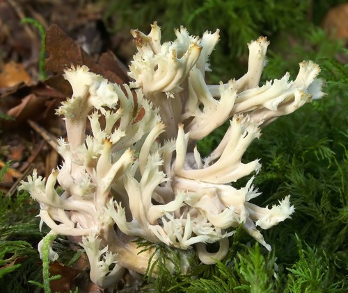 Crested Coral