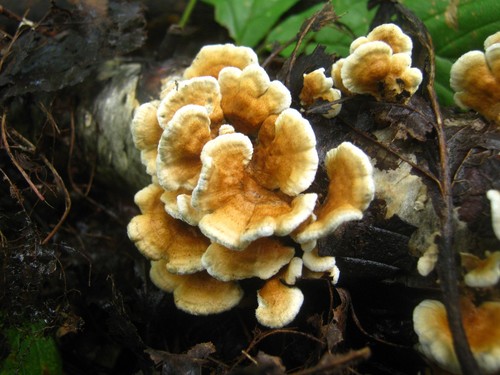 Crimped Gill