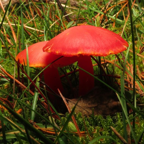 Crimson Waxcap