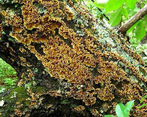Crowded Parchment