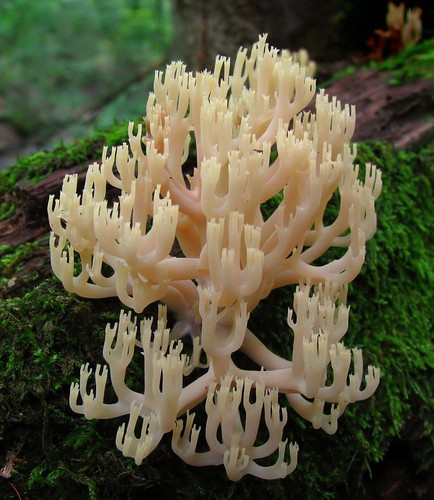 Crown-tipped Coral