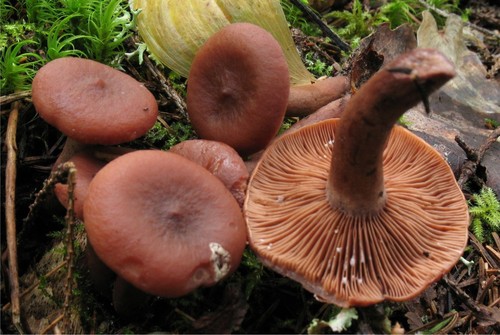 Curry Milkcap