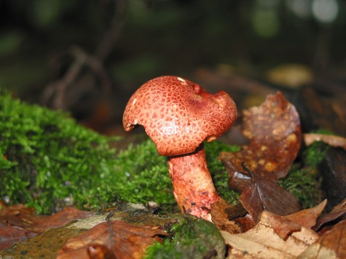 Dappled Webcap
