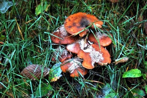 Dark Honey Fungus