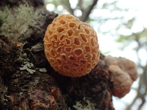 Darwin's Fungus