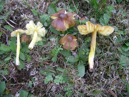 Date Waxcap