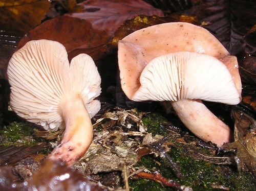 Deceiving Milkcap