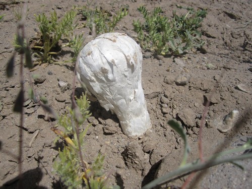 Desert Shaggy Mane