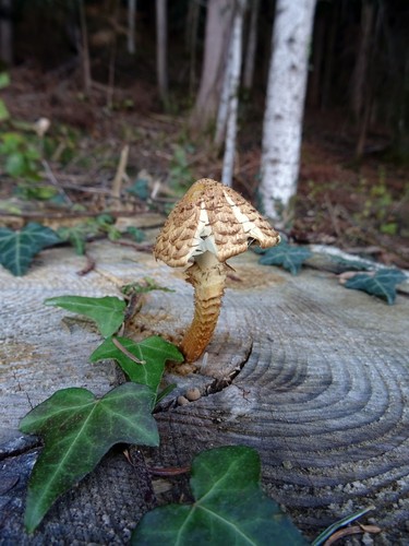 Destructive Pholiota